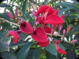 Żywo ubarwiona Erythrina crista-galli.