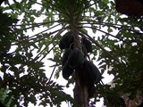 Papaja.