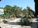 Ogród Allacha - można w nim podziwiać przepiękną kolekcję ogromnych kaktusów - to druga co do wielkości w Europie.