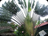 Dominikana