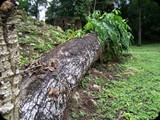 GWATEMALA