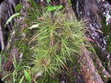 GWATEMALA