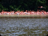 Rezerwat w Celestun - kolonie flamingów