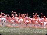 Rezerwat w Celestun - kolonie flamingów