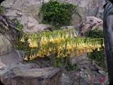 GWATEMALA