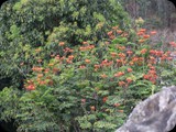 GWATEMALA