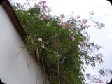 GWATEMALA