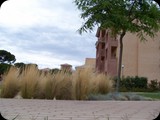 Trawa Stipa
