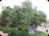 Bardzo stary Oliwnik