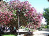 Oleander