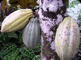 Owoce kakaowca 