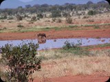 Tsavo East National Park 