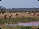 Tsavo East National Park
