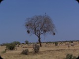 Tsavo East National Park