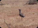 Tsavo East National Park