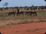 Tsavo East National Park