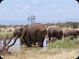 Tsavo East National Park