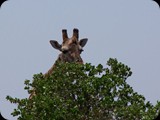 Tsavo East National Park