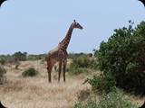 Tsavo East National Park