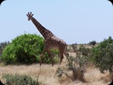 Tsavo East National Park