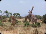 Tsavo East National Park
