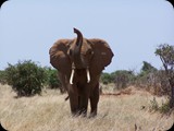 Tsavo East National Park