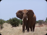Tsavo East National Park