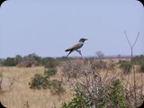 Kenia - luty