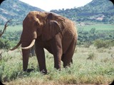 Kenia - luty