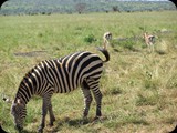 Kenia - luty