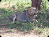 Kenia - luty