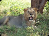 Kenia - luty