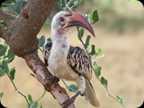 Kenia - luty
