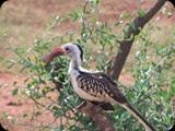 Kenia - luty