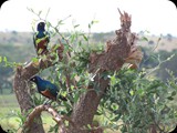 Kenia - luty