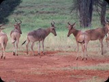 Kenia - luty