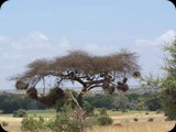 Kenia - luty