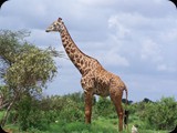 KENIA LISTOPAD