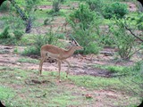 KENIA LISTOPAD