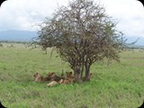 Tsavo East National Park 