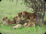 Tsavo East National Park 