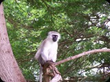 KENIA LISTOPAD
