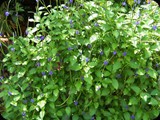KENIA LISTOPAD