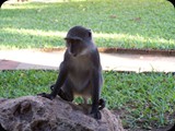 KENIA LISTOPAD