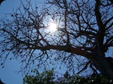 Wiekowy baobab