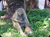 KENIA LISTOPAD