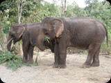 Laos