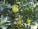 MADAGASKAR