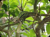 MADAGASKAR