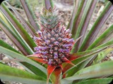 MADAGASKAR
